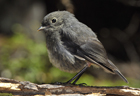 Robin South Island.jpg